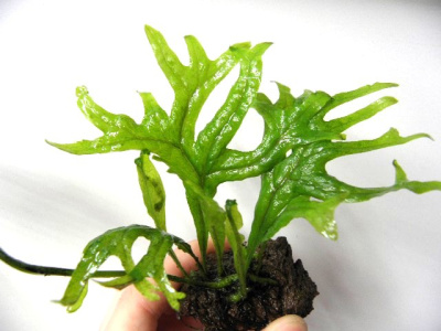 Папоротник Таиландский Молот Тора, шт